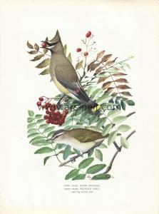 Sedir Ağda (Cedar Waxwing) - Kırmızı Gözlü Vireo (Red Eyed Vireo) Kromotilografi Orjinal Baskı Levha