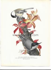 Bülbül, Beyaz Göğüslü Sıvacı Kuşu Kromotilografi Orjinal Baskı Levha