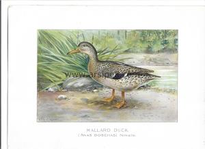 Yeşil Başlı Ördek [Dişi] Kromolitografi Orjinal Baskı Mallard Duck (Anas Boschas) Female