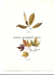 Chestnut - White Maple  Yaprakları Kromotilografi Orjinal Baskı Levha