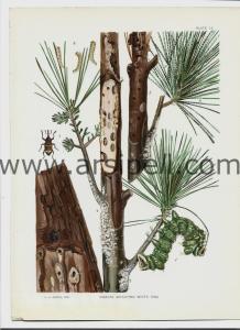 Ağacı Etkileyen Böcekler (4) / Insects Affecting White Pine Orjinal Kromotilografi Levha 1902