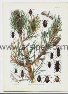 Ağacı Etkileyen Böcekler (3) / Insects Affecting Hard Pine Orjinal Kromotilografi Levha 1902