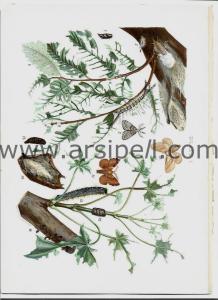 Ağacı Etkileyen Böcekler (2) / Insects Affecting Oak Orjinal Kromotilografi Levha 1902