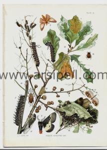 Ağacı Etkileyen Böcekler / Insects Affecting Oak Orjinal Kromotilografi Levha 1902