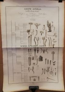 Le Regne Animal / Annelides (Annelidler) Gravür