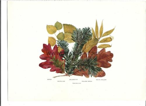 Aspen - White Oak - Balsam Fır - Yellow Bırch - White Willow Kromotilografi Orjinal Baskı Levha