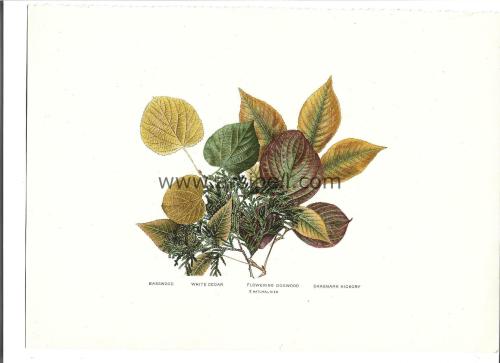 Basswood White Cedar Flowering Dogwood Shagbark Hickory Yaprakları Kromotilografi Orjinal Baskı Levha