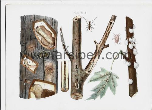 Ağacı Etkileyen Böcekler (6) / Insects Affecting Oak Orjinal Kromotilografi Levha 1902