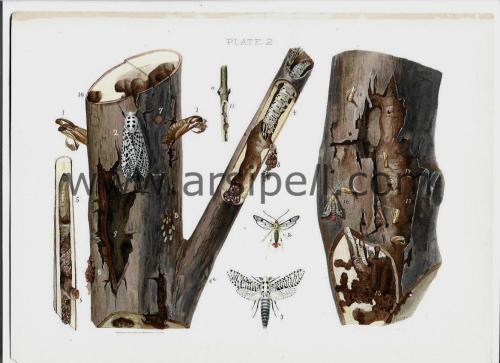 Ağacı Etkileyen Böcekler (5) / Insects Affecting Oak Orjinal Kromotilografi Levha 1902