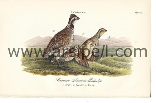Amerikan Kekliği Kuş Orjinal baskı Levha / Common American Partridge 1890s