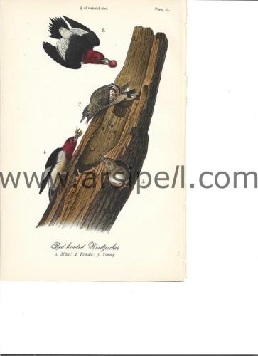 Kızıl Başlı Ağaçkakan Kuş Orjinal baskı Levha / Red Headed Woodpecker 1890s