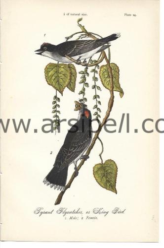 Tiran Kuşu veya Kral Kuş Orjinal baskı Levha / Tyrant Flycatcher Or King Bird 1890s