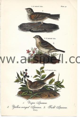 sabah serçesi sarı kanatlı serçe tarla serçesi Orjinal baskı Levha / vesper sparrow yellow winged sparrow field sparrow 1890s