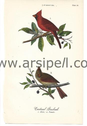 Kocagagalı Kardinal Kuş Orjinal baskı Levha / Cardinal Grosbeak Bird 1890s