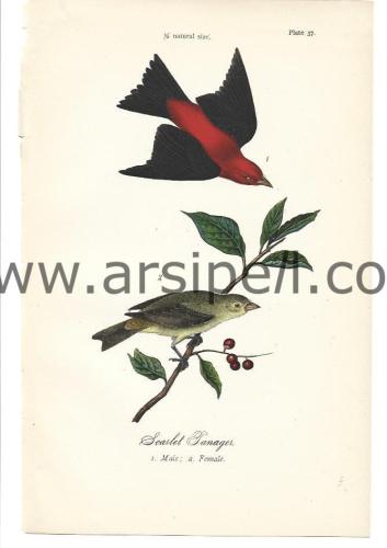 Kara Kanatlı Tangara Kuş Orjinal baskı Levha / Scarlet Tanager Bird 1890s