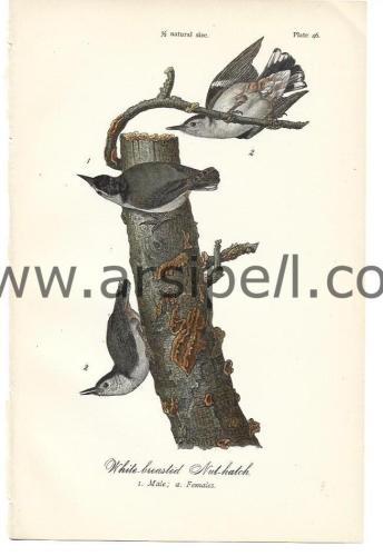 Beyaz Göğüslü ve Sıvacı Kuş Orjinal baskı Levha / White Breasted & Nut Hatch 1890s
