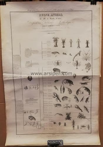 Le Regne Animal / Crustaces (Kabuklular) Gravür Istakoz