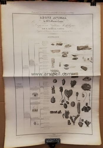 Le Regne Animal / Acephales Gravür