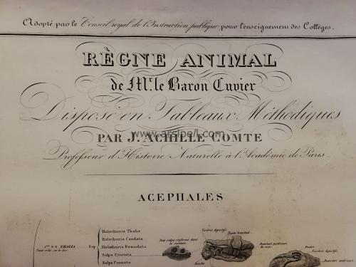 Le Regne Animal / Acephales Gravür