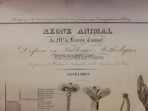 Le Regne Animal / Annelides (Annelidler) Gravür